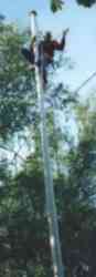 Til tops i naboens flagstang(2926 bytes)